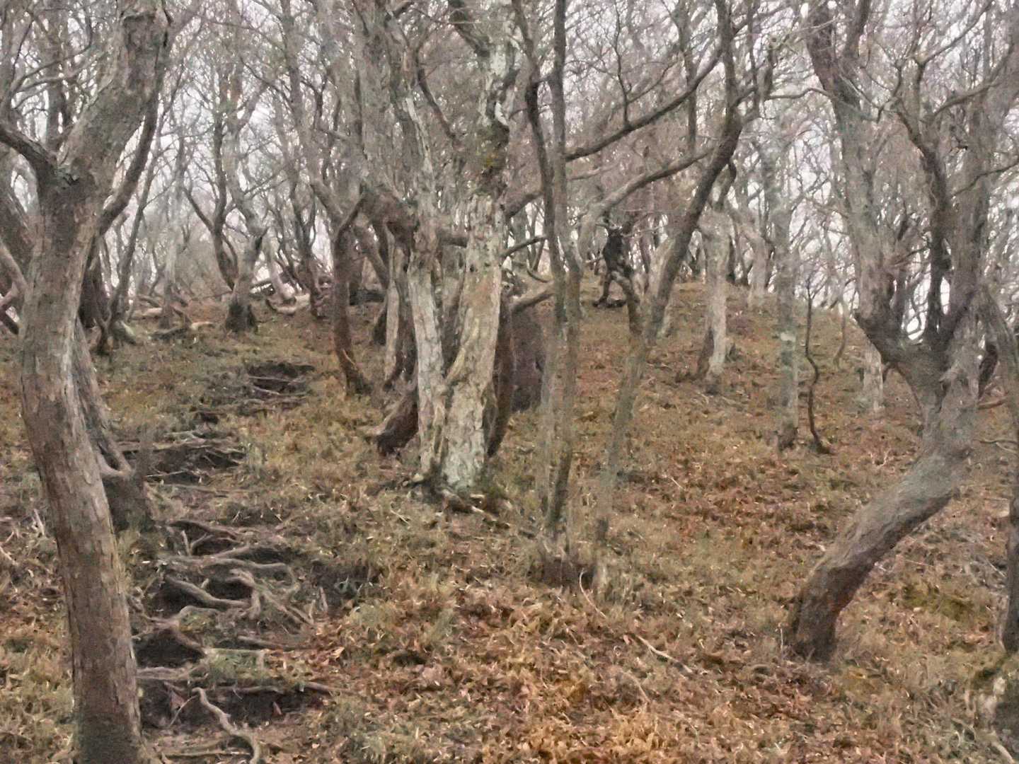 県境尾根に近づきいい雰囲気の森🌳