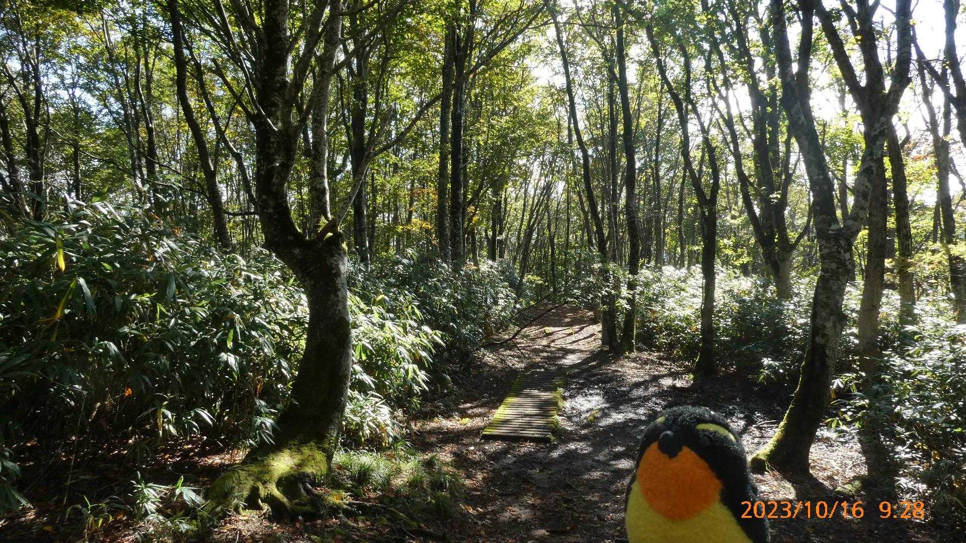 登りも下りも、感じのいい道です😄