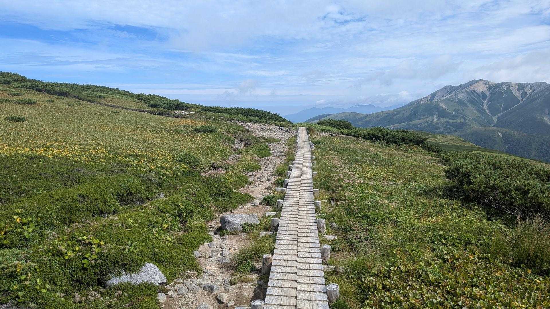 北ノ俣岳はお花畑🪻💐