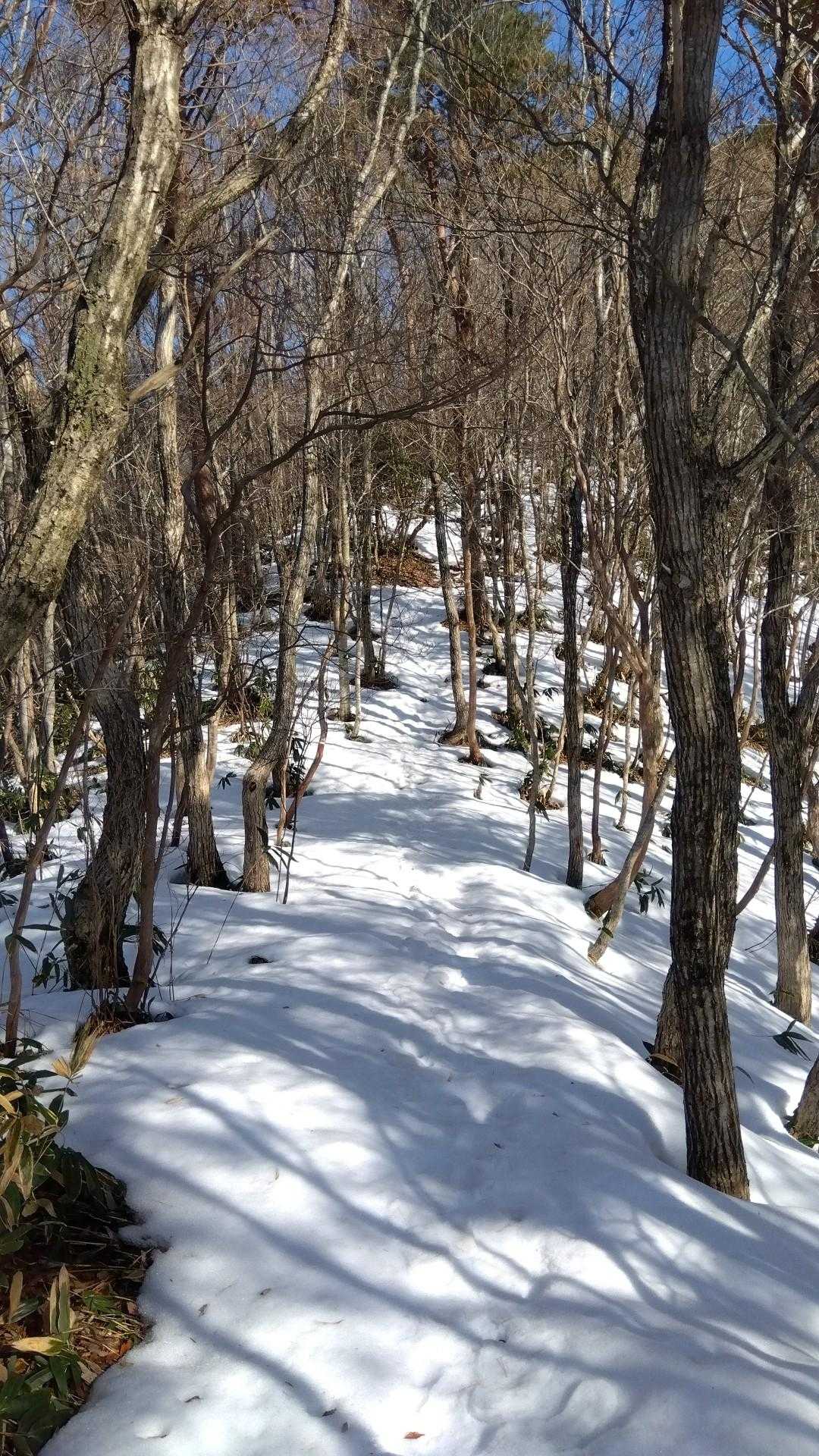 漸く雪道に☃️