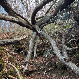 面白い木の形中をくぐります