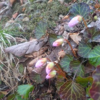 もう少しで咲きそう