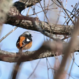 カカッと！聞こえたので、辺りを見るとジョビ男くんがいた