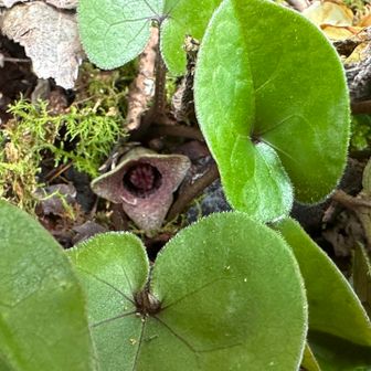 車で場所移動して✨
お目当てのあの子たちに会いに♡
まずはカンアオイ
