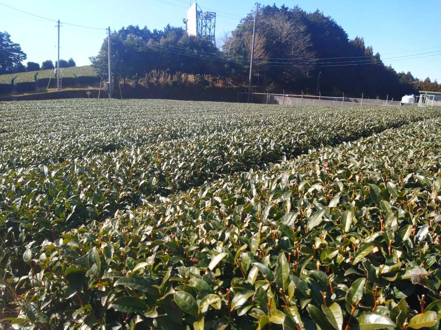粟ヶ岳 周回コースの写真