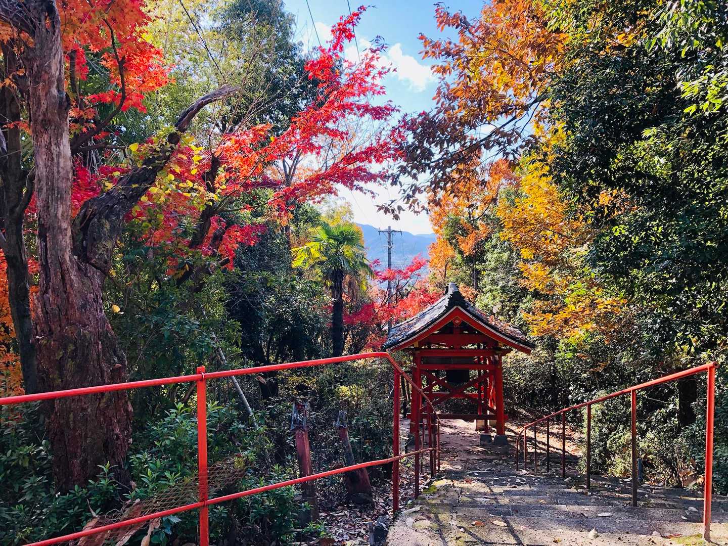 最後に🍁を楽しみました🎶