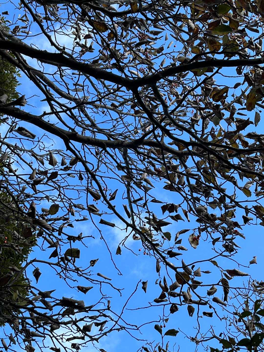 見上げると、この木の実