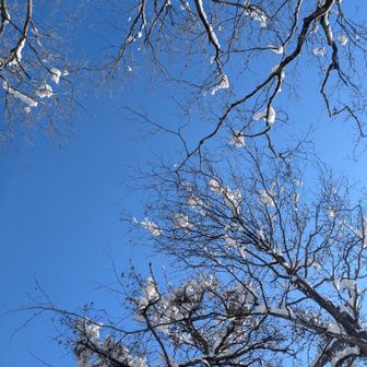 食事中　　　👆️
陽☀に解けて落ちてくるんです
