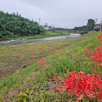 あとは駅へ、越辺(オッペ)川沿いを歩きます。彼岸花、今日はいっぱい咲いていた