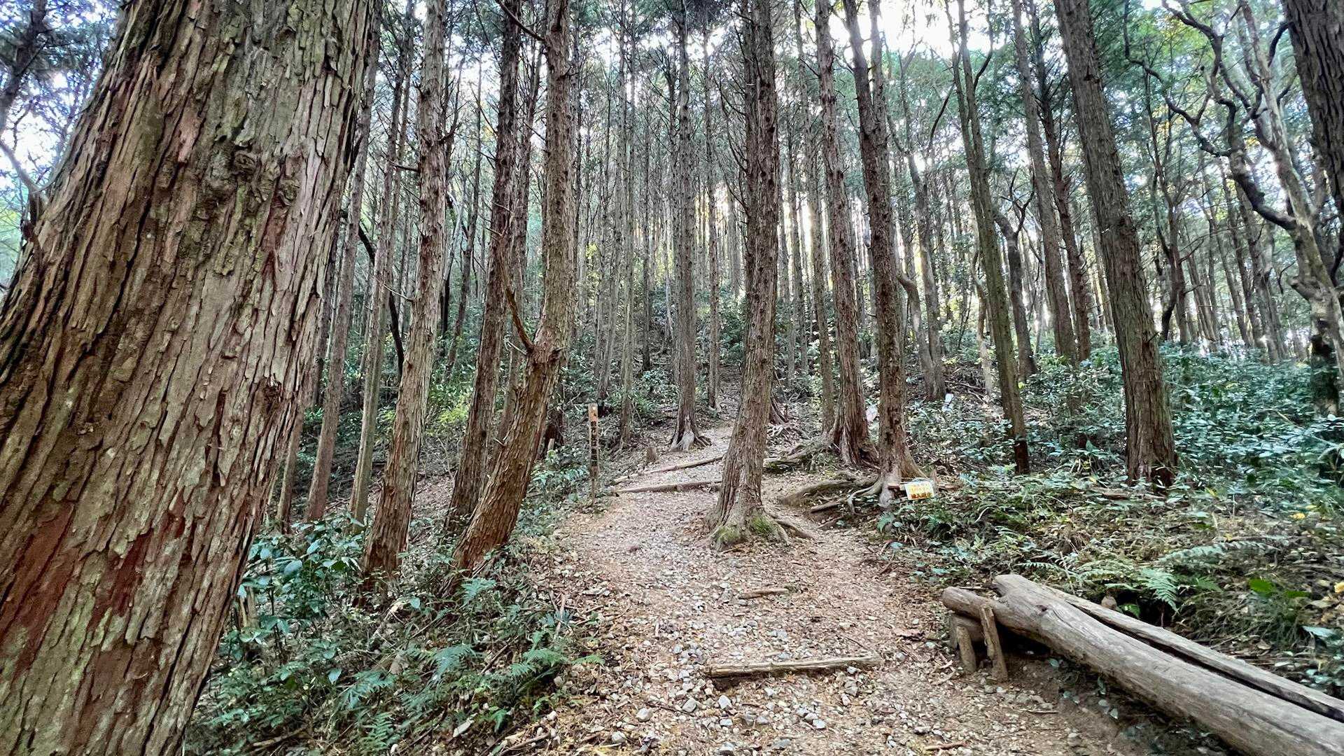 皿ヶ峰-鷲尾山-烏帽子山-白土峠-柏尾山 往復コースの写真