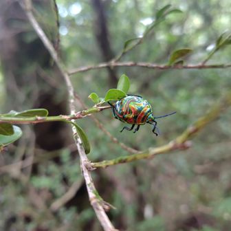 キンカメ