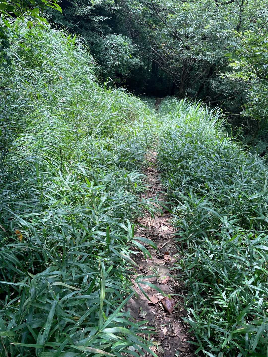 パノラマコース
パノラマと聞いて絶景が待ってると思ったけど、ずーっと森の中🌳
