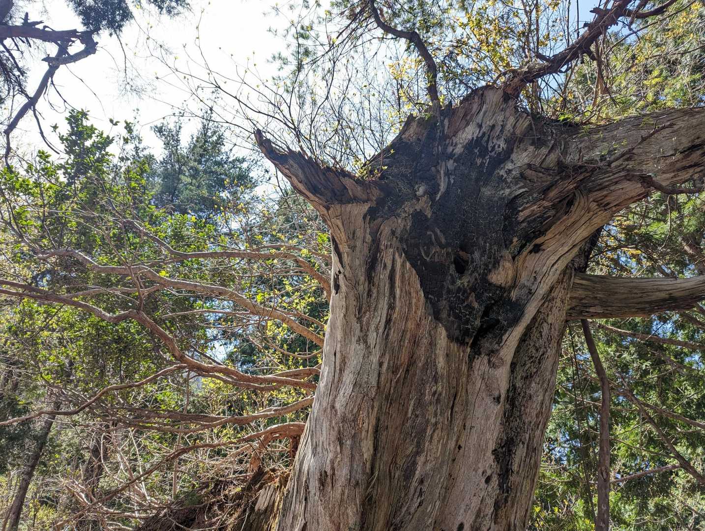 奇木③カミナリ⚡が落ちて内部が炭化した木🔥🌳
