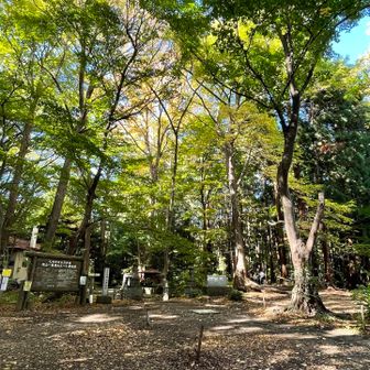 落ち葉も増えて🍂