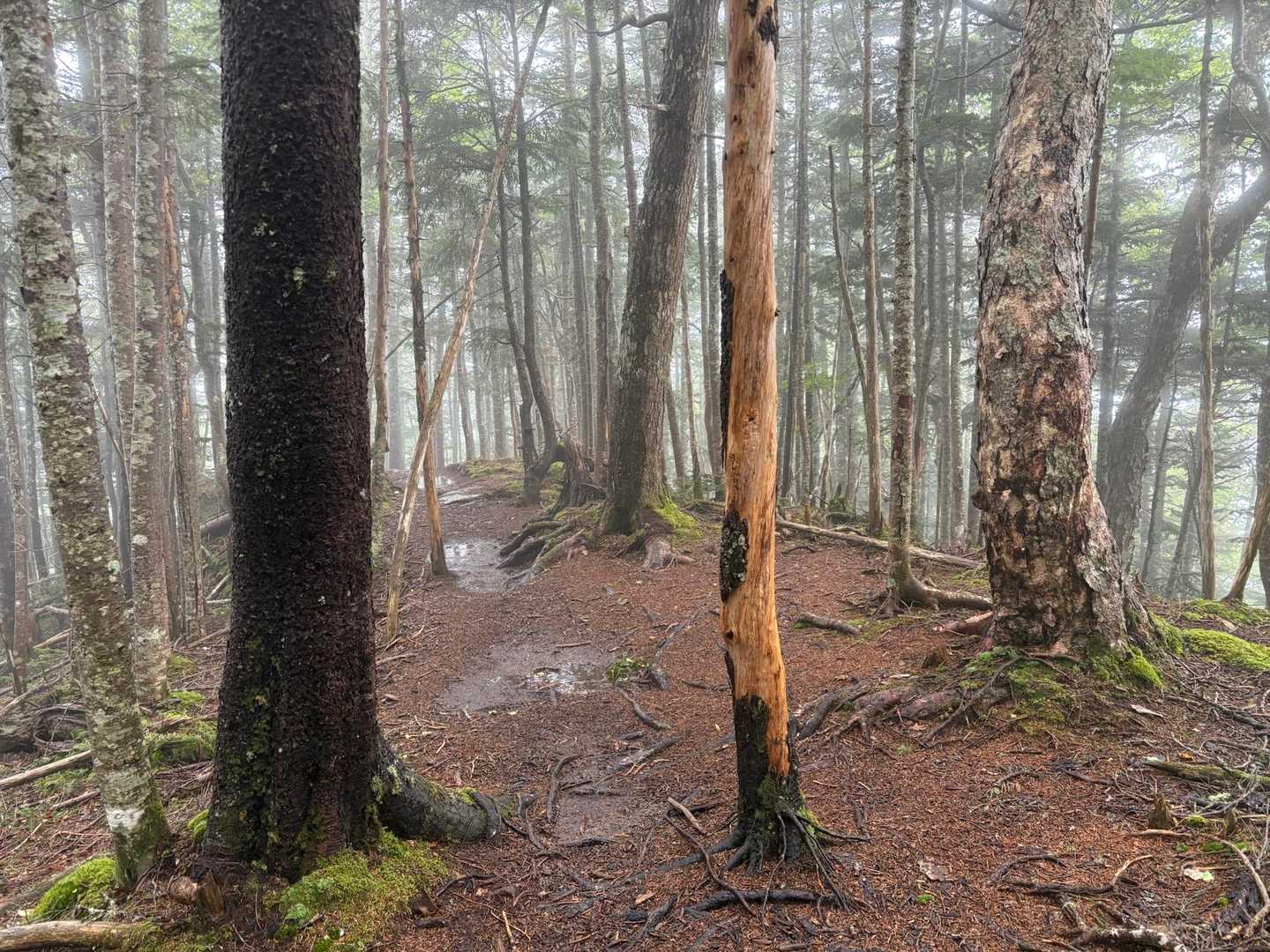 深いガスガスから大粒の雨が。ゴアのパーカー着る。