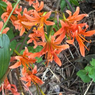キツネノカミソリ、去年群生を見に行ったこと思い出しました。