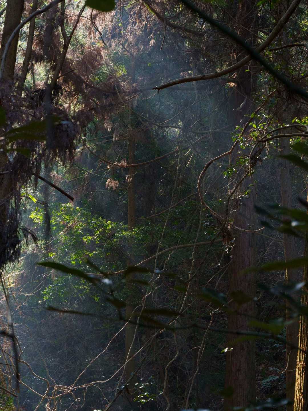 虎丸山 往復コースの写真