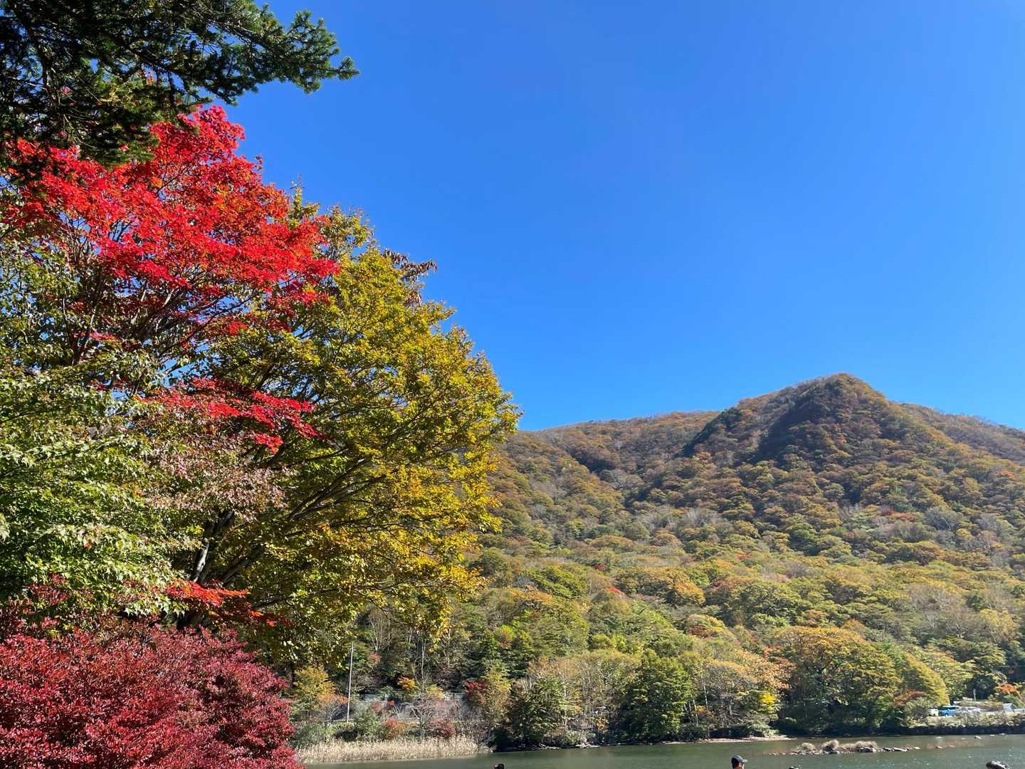 赤城神社駐車場の紅葉🍁