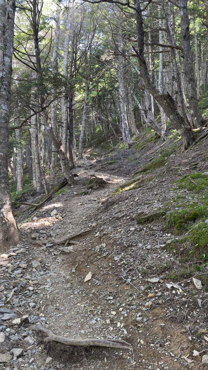 鳳凰三山縦走（薬師岳・観音岳・地蔵岳）夜叉神峠ピストン の写真 6