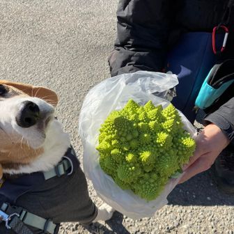 犬「これ食えるの？3Dプリンターで作ったヤツでしょ