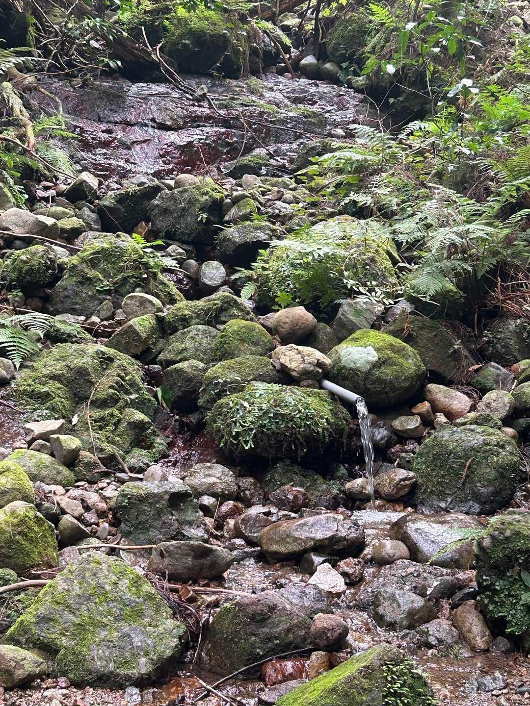 猿子城山-ボテ峠-施福寺-槇尾山バス停 周回コースの写真