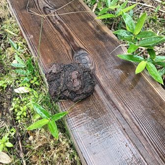 ツキノワグマの糞です。写真写りで選びましたが、この数倍大きい物もありました。