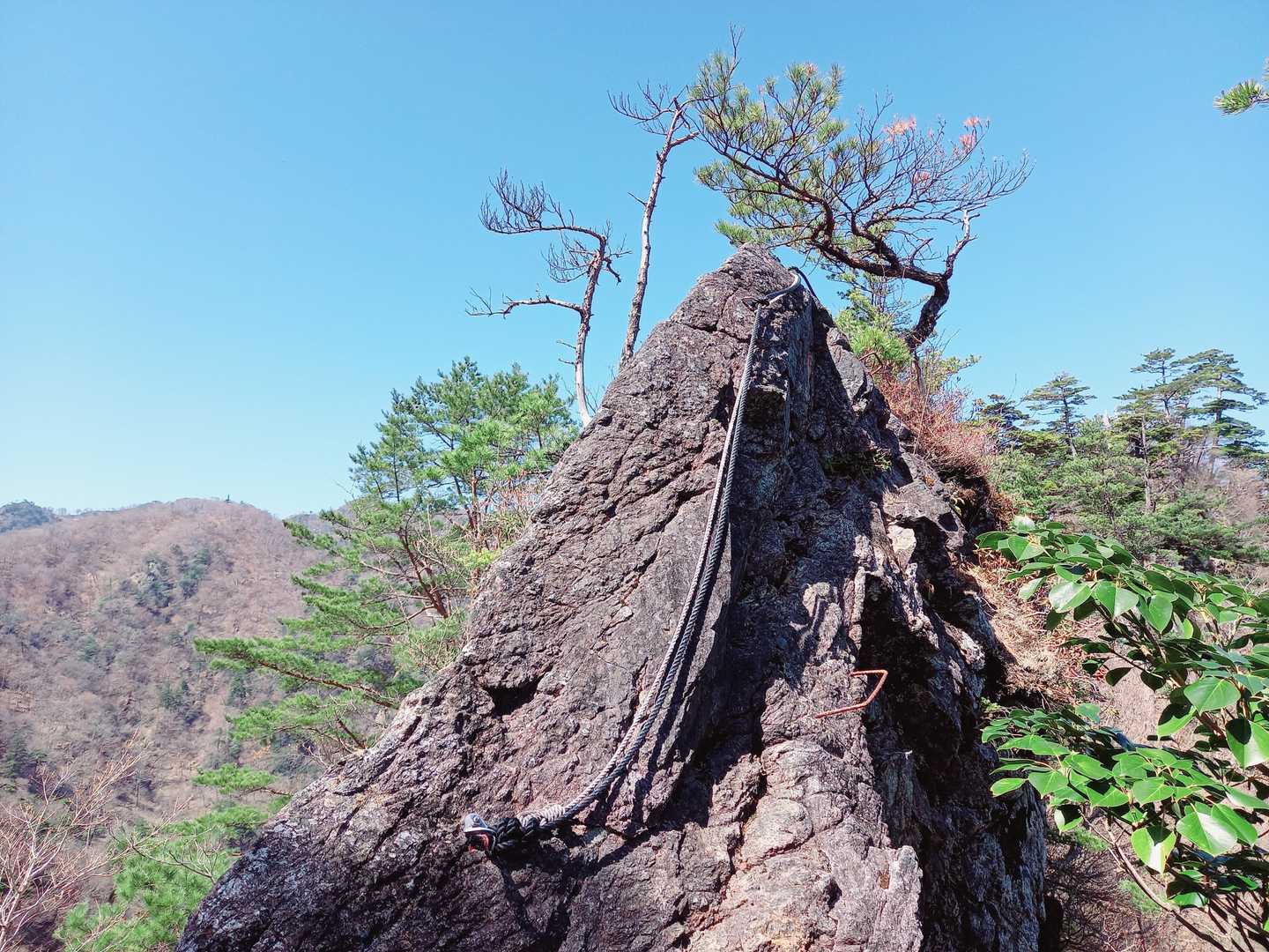 大ノコ。