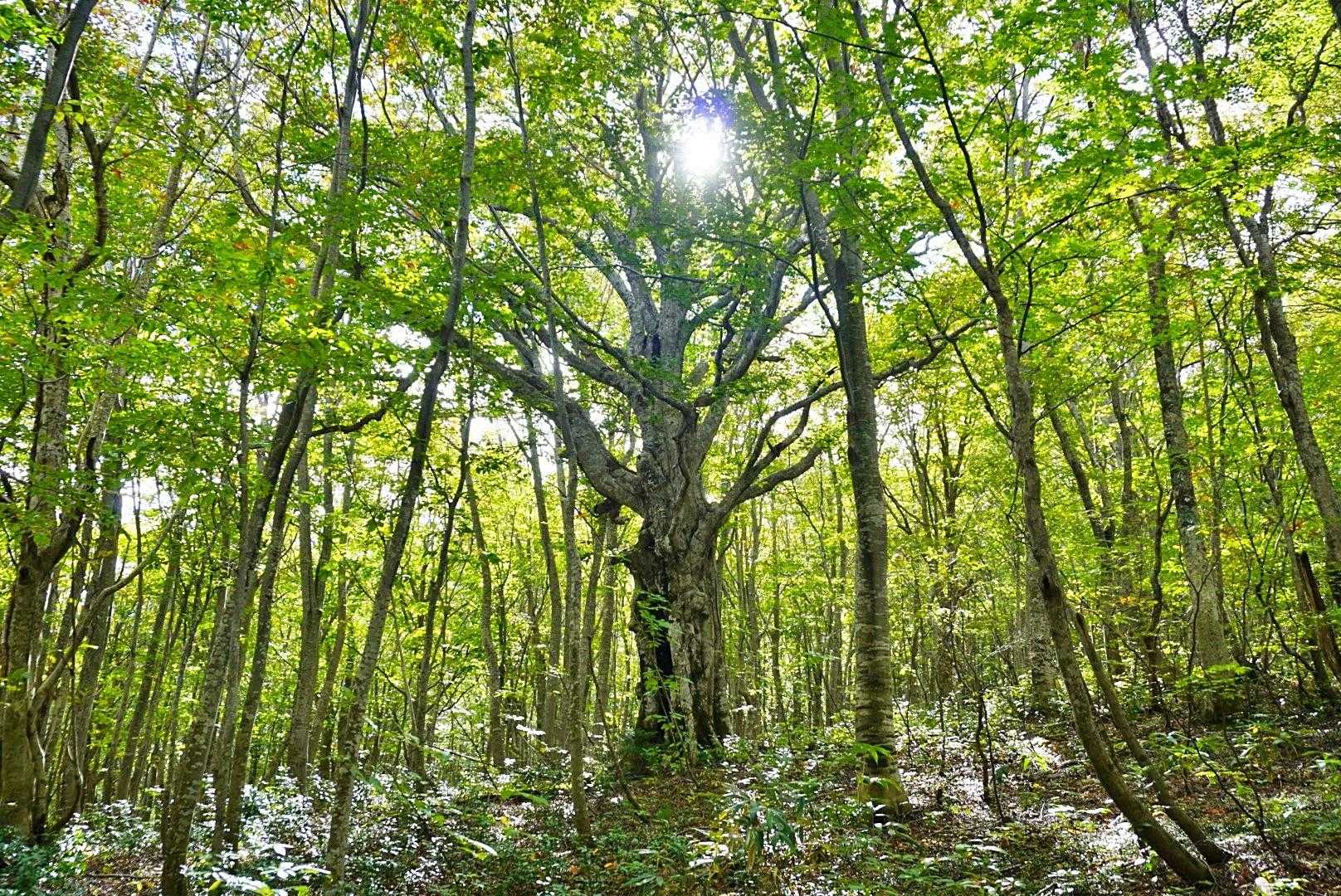 雛岳登山道入口-雛岳 往復コースの写真