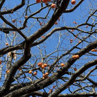 鯉のぼり🎏はボロボロになってる😔