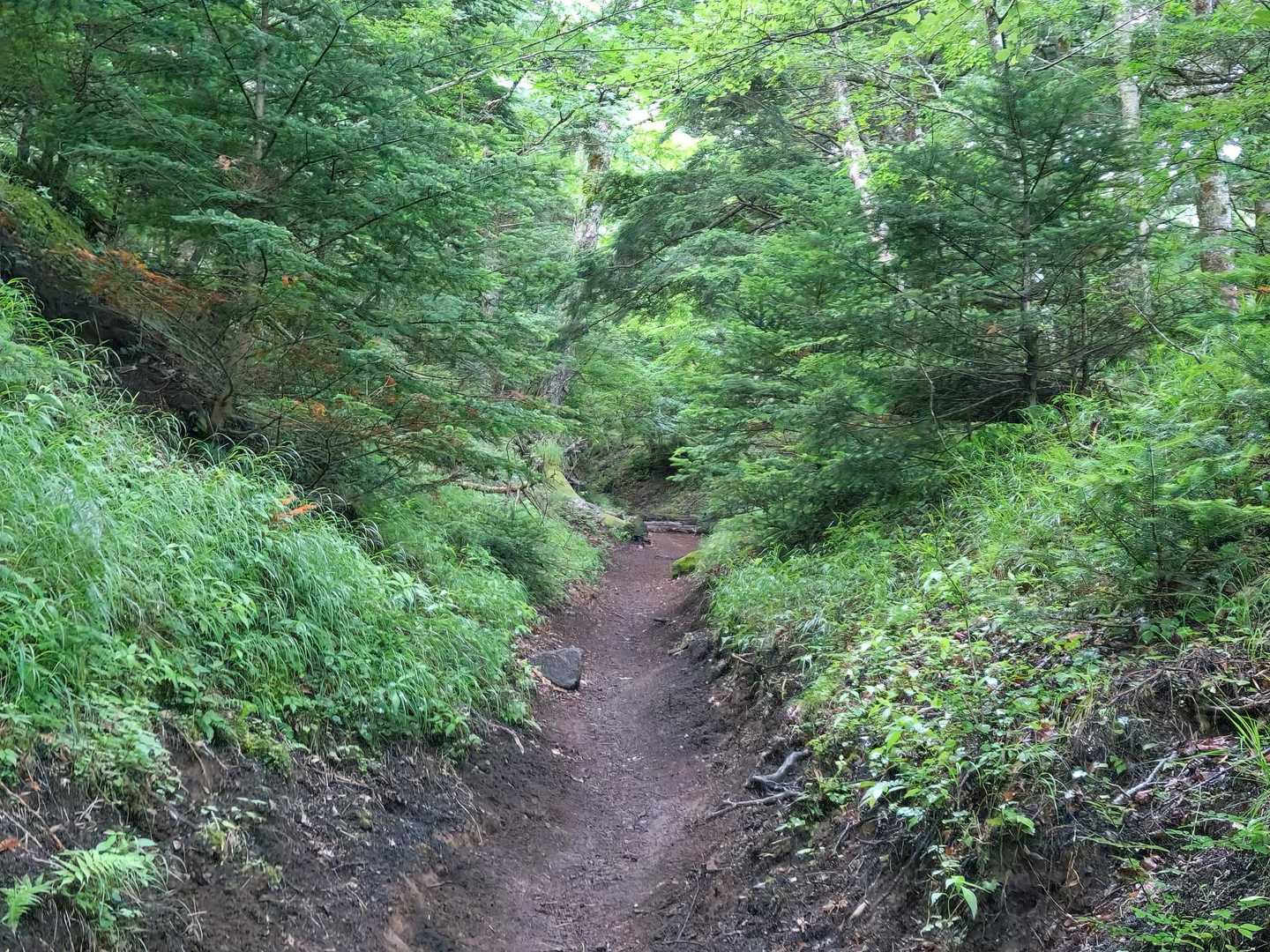吉田口馬返-富士山 往復コースの写真