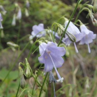 オトメシャジンに会えたので東赤石山を目指さなくても良いか　と思っちゃいました。
