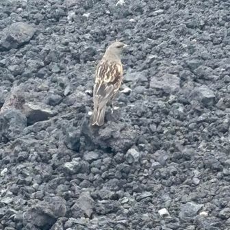 推しのゴール🏃の報告までイワヒバリを観察したり、虫🐝に追いかけられたり…おじさんの服に虫とまってるなぁ〜言おうか言うまいかと悩んだり。
エールを送りながらゆっくりのんびり過ごしました♪😊
