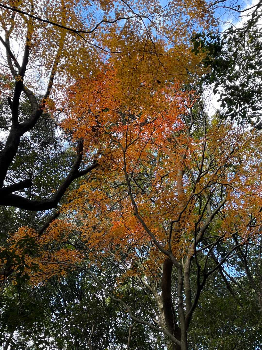 🍁🍁🍁