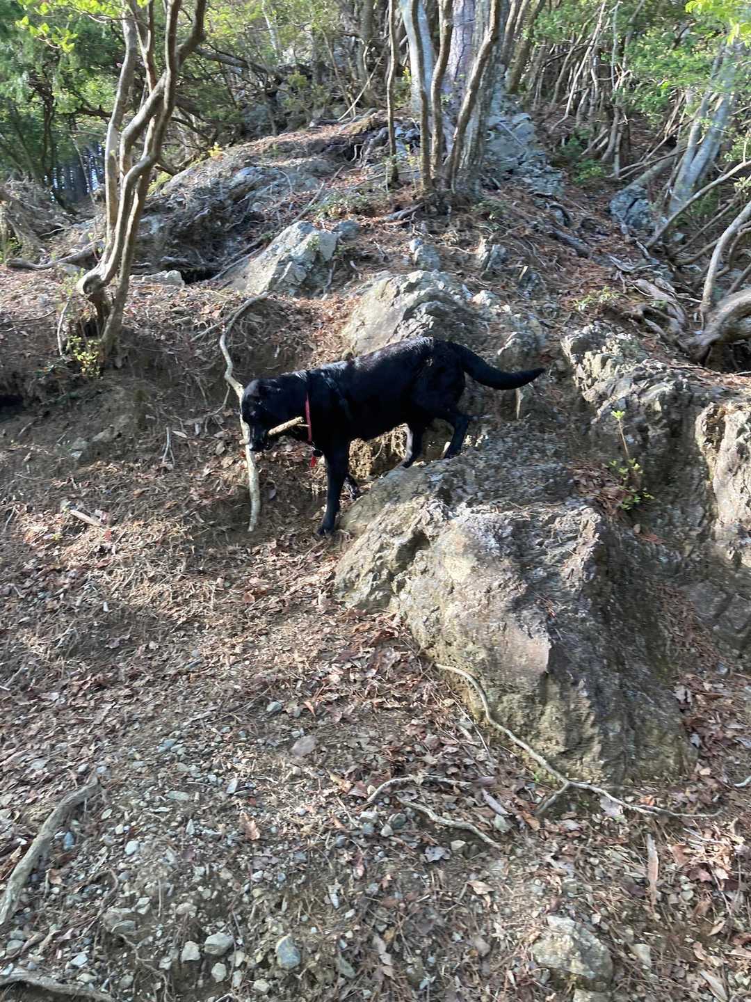 みかん　へっちゃらよ！
(四輪駆動ですからね🐾🐾)

ここから登山口に戻るまでずっと強い風が吹いていて写真を撮れなかったが
往復同じ道を通るのでシャクナゲを2回も楽しめて大満足！

風に吹かれて地面に落ちているシャクナゲも綺麗でした
今週末はピークかな