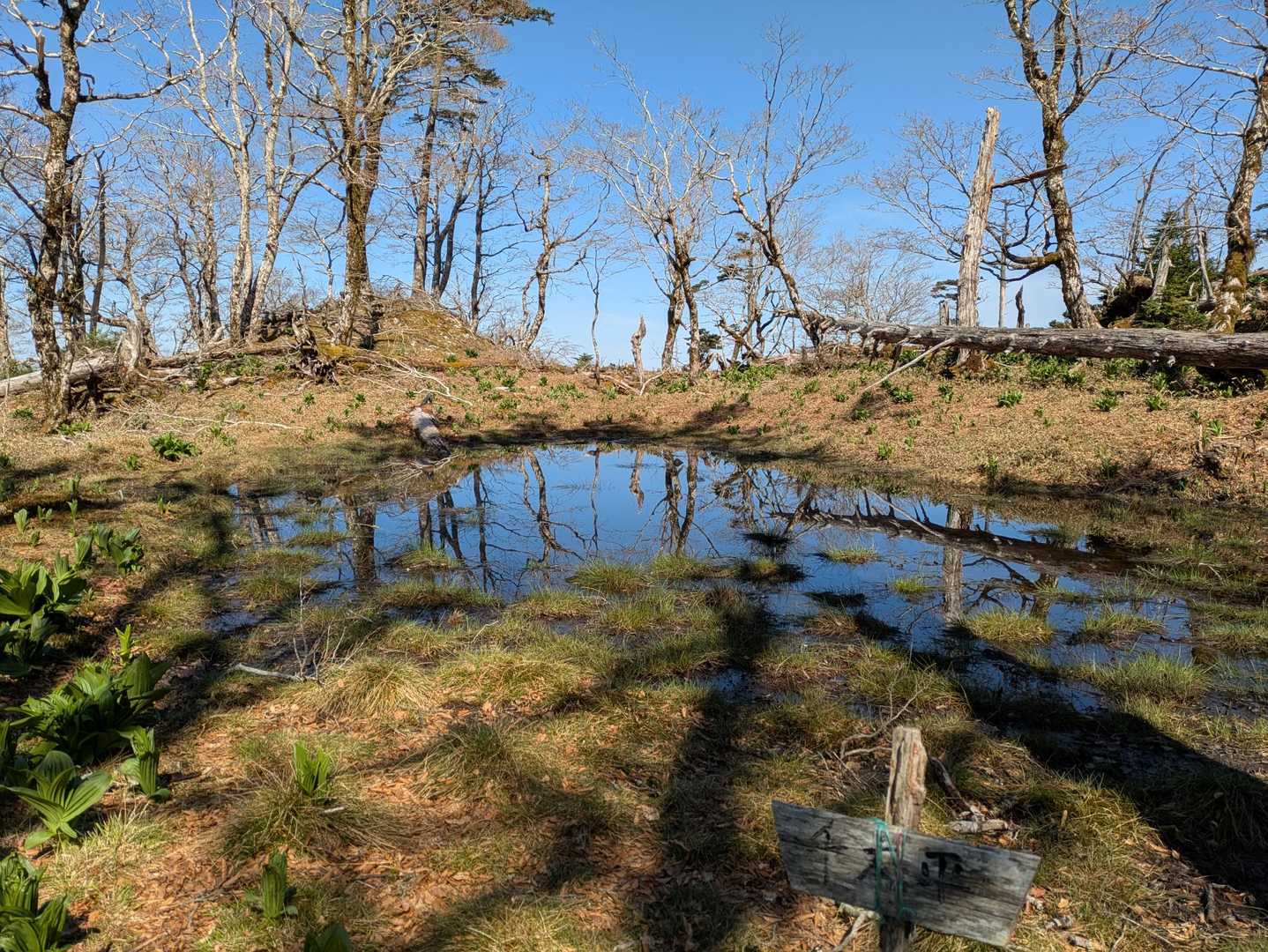 千本池もキラキラ