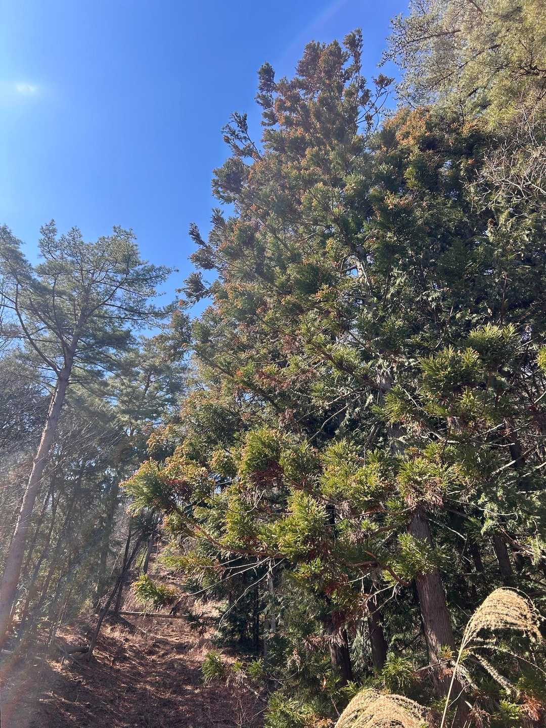 花粉がたっぷりついた杉🌲