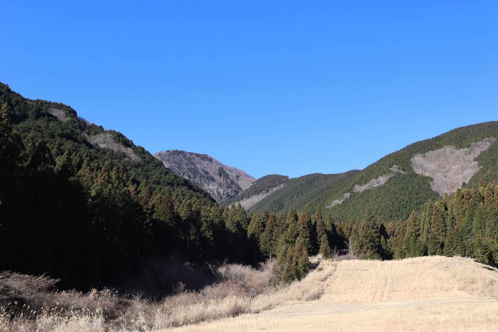 あの薄い木々の辺りが長者ヶ岳😉？