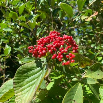 ガマズミの実（荚迷）は、秋に真っ赤な小さな実をつける。食べられます。酸っぱいです。