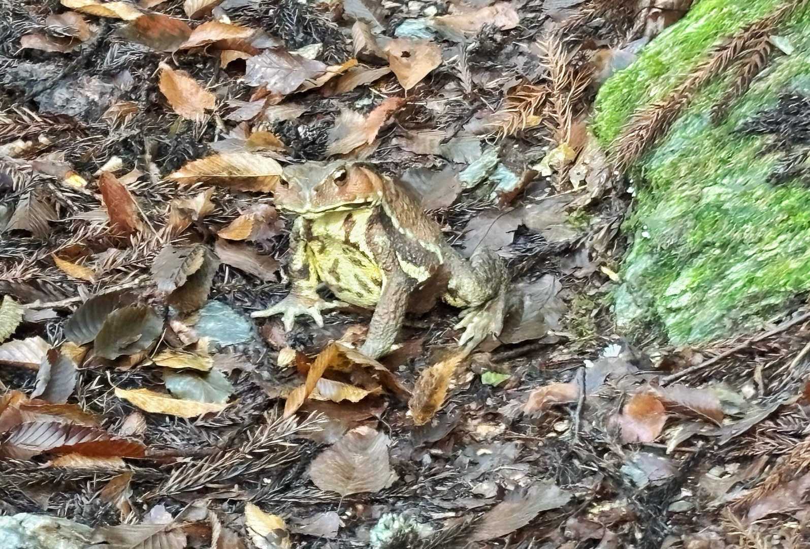 睨み合いになりました🐸