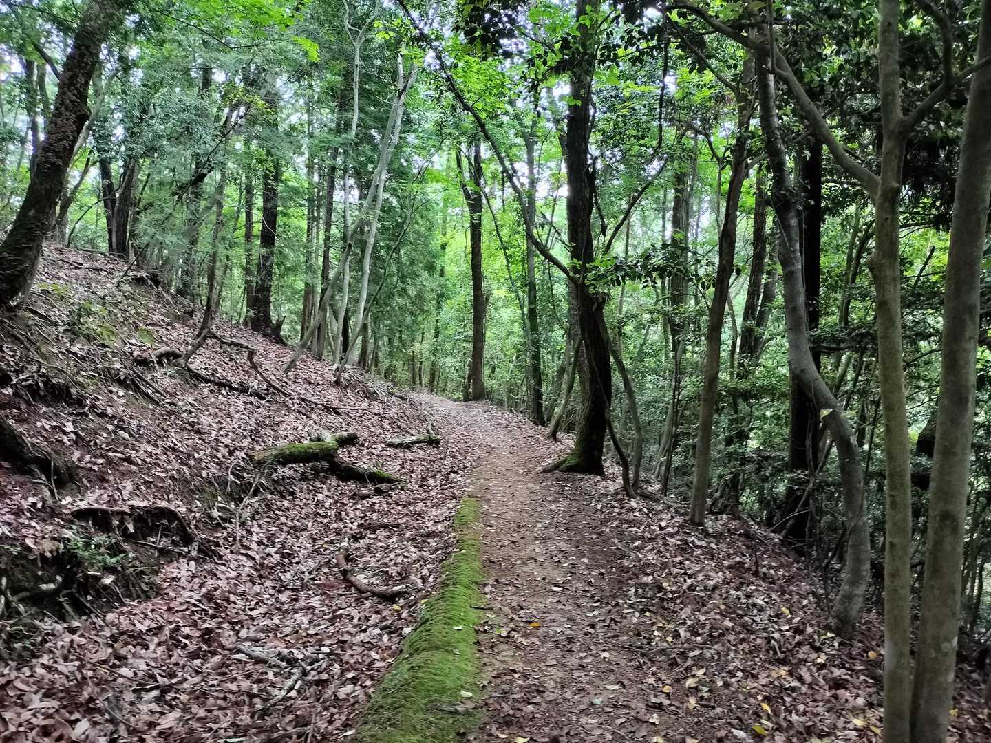 もう少し歩いた先に墓地があるんだけど、なんか背筋が…😱こんな雰囲気だからね〜