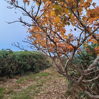 温見峠へ下山開始