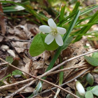 ミヤマカタバミ