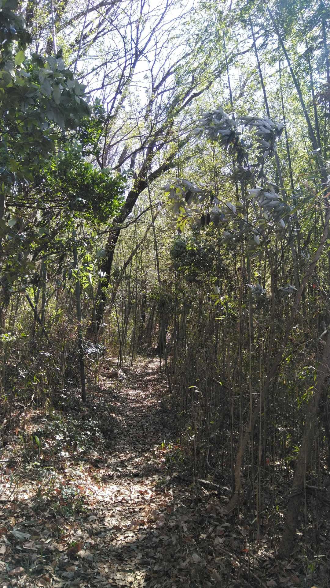 「道帰り山」へは竹やぶの道を通ります。
ちょっと荒れてる竹やぶが風でガタガタなっててこわい(´ﾟωﾟ｀)