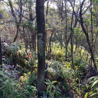 シダが生い茂り歩きにくい