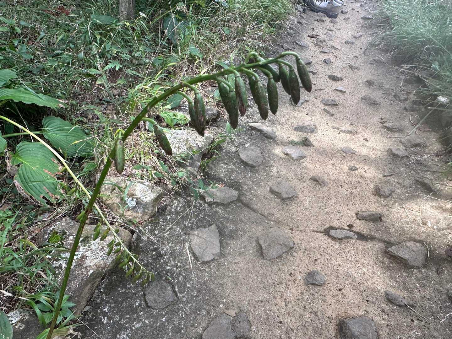 なんだか造詣が気になる植物