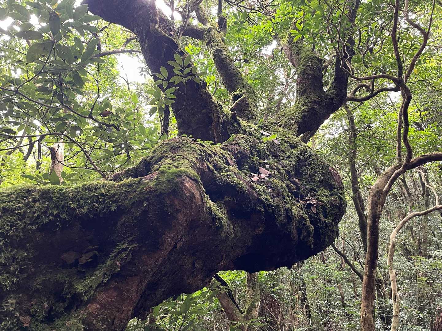 豊かな森🌳
気持ちいい登山道