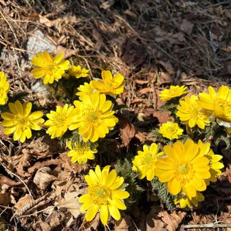 ビタミンカラーの福寿草からパワーをもらいました💪