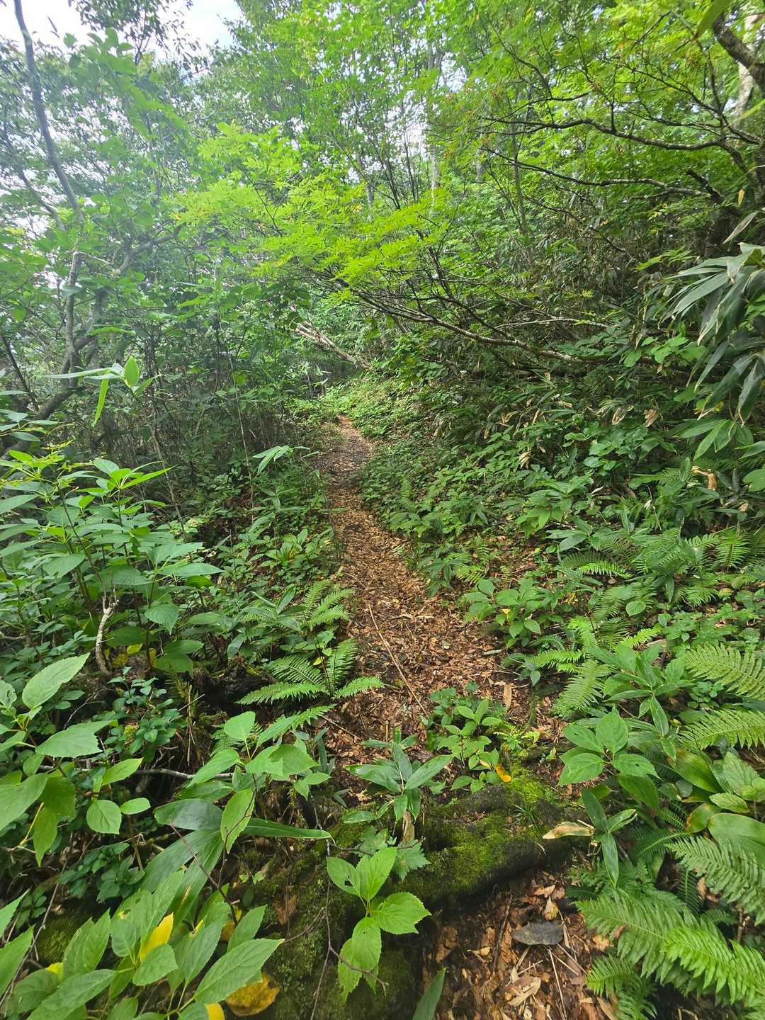 山伏岳側は歩きやすい登山道です