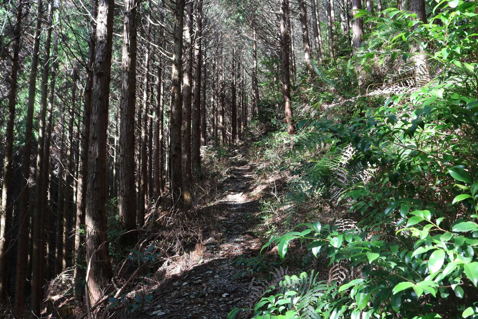 登山道
