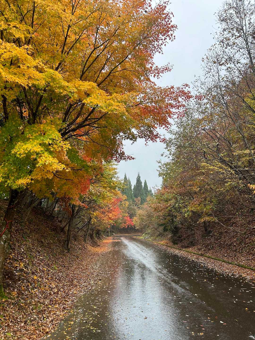 日坂越-鍋倉山 往復コースの写真